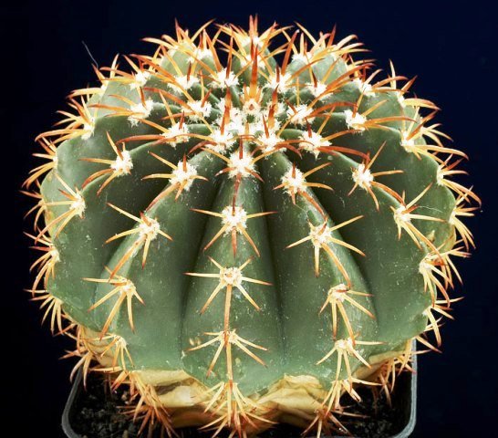 Melocactus_depressus